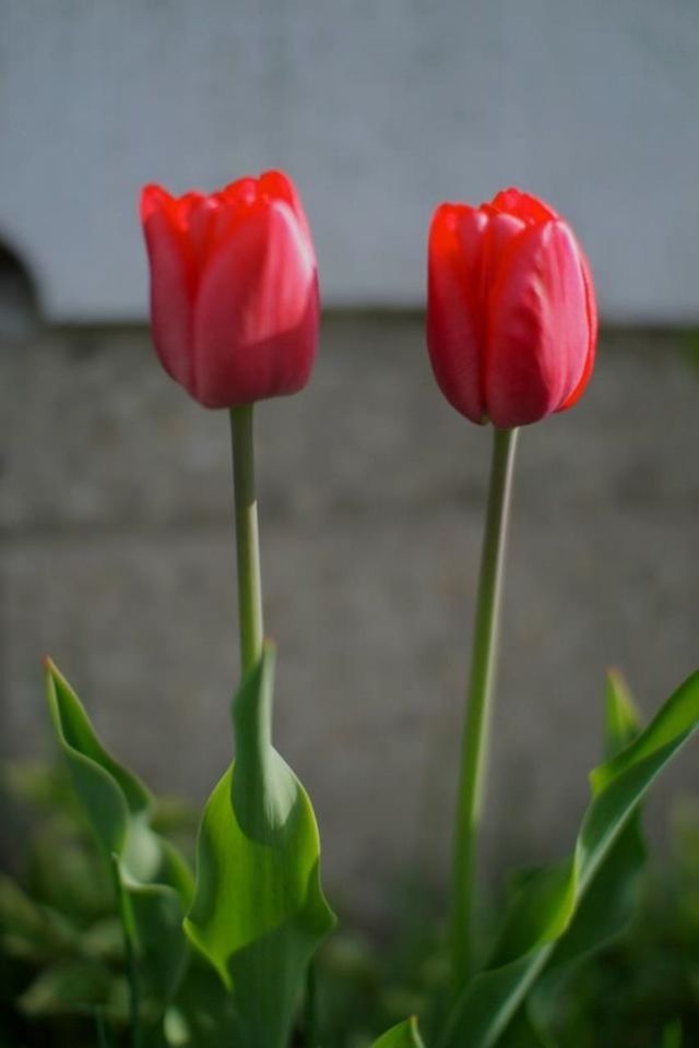 flower, red, petal, freshness, fragility, flower head, tulip, close-up, stem, growth, rose - flower, plant, focus on foreground, beauty in nature, nature, bud, single flower, leaf, blooming, rose