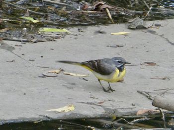 High angle view of bird perching on field