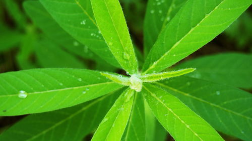 Close-up of raindrops on leaves