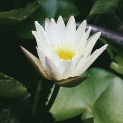 Close-up of lotus water lily