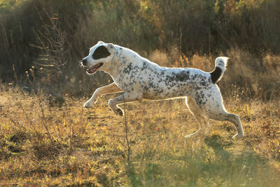 Side view of dog running on field