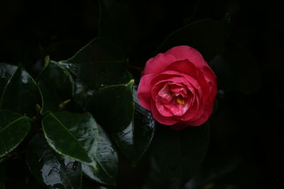 Close-up of pink rose