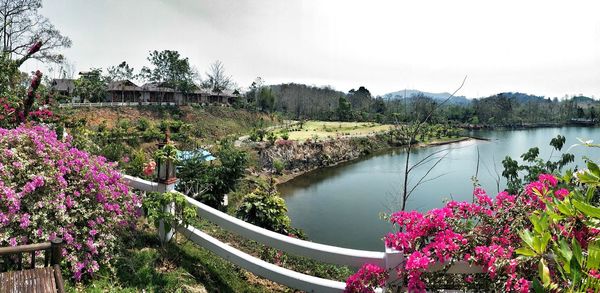 Scenic view of pink flowering plants by lake against sky