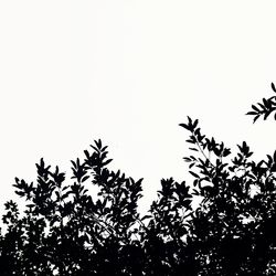 Low angle view of silhouette trees against clear sky
