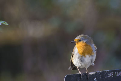 Close-up of bird perching outdoors