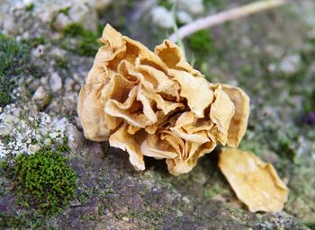 Close-up of plant