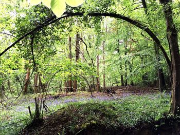 Trees in forest