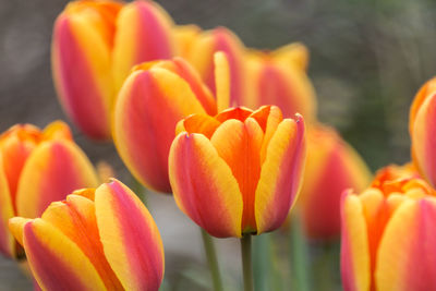 Close-up of orange tulips