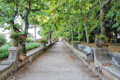 Footpath amidst plants in park