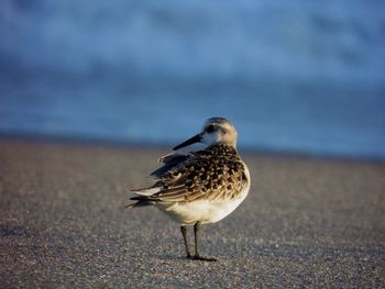 Close-up of seagull standing on shore