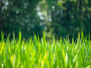 Close-up of grass growing on field