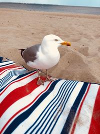 Close-up of seagull perching on beach