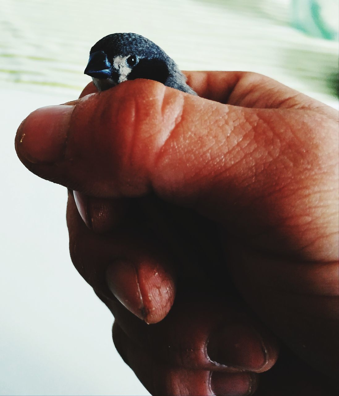 CLOSE-UP OF PERSON HAND HOLDING BIRD