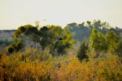 Insect flying over trees against sky