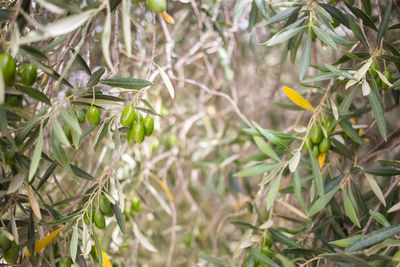 Close-up of plant