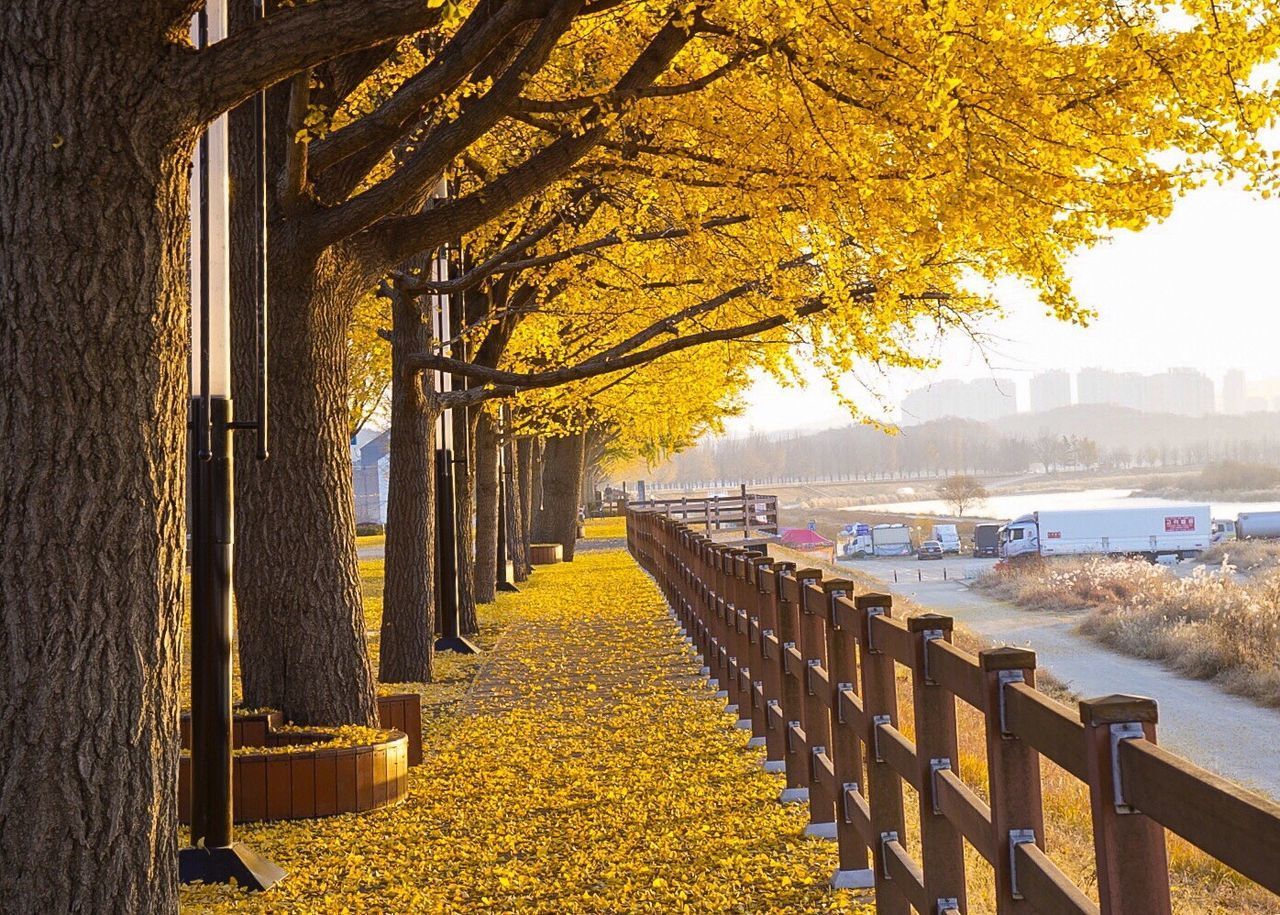 VIEW OF YELLOW FLOWER TREE BY WATER