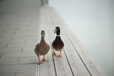 Close-up of birds