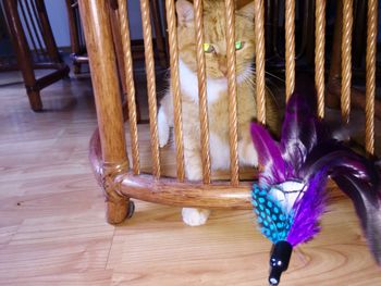 Close-up of cat on hardwood floor