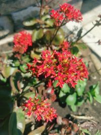 Close-up of red flowering plant