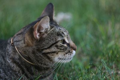 Close-up of a cat looking away