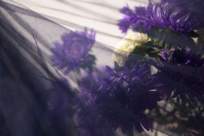 Close-up of purple flowering plant