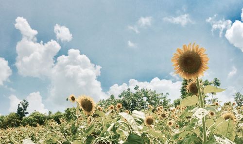 Close-up of flowers blooming on field against sky