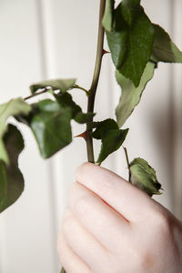 Close-up of hand holding plant