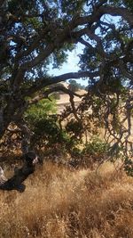 Trees growing in park