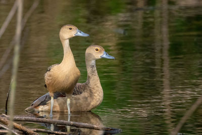 Duck swimming on lake