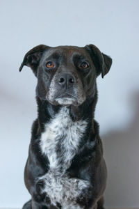 Close-up portrait of a dog