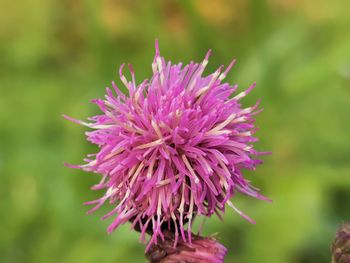 Close-up of pink flower