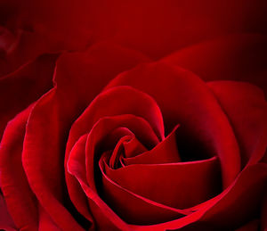 Full frame shot of red rose