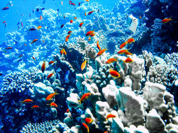 Close-up of fish swimming in sea