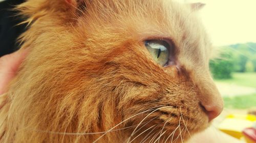 Close-up of ginger cat