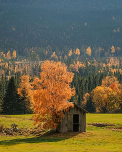 Scenic view of trees in forest during autumn