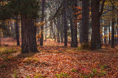 Trees in forest during autumn