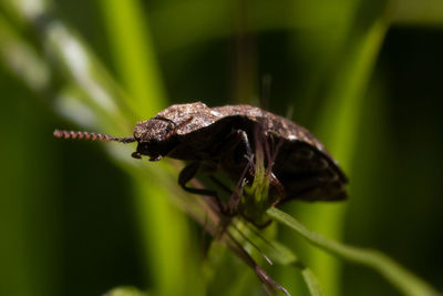 Close-up of insect on plant