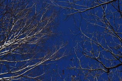 Low angle view of tree against clear sky