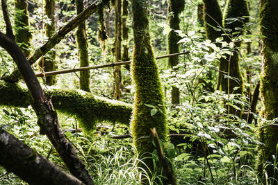 Plants and trees in forest