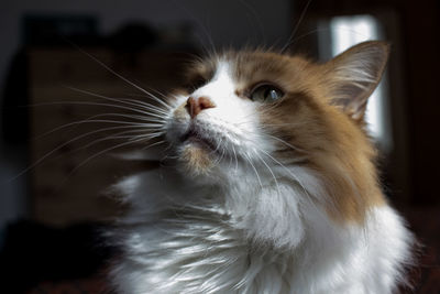 Close-up of cat looking away