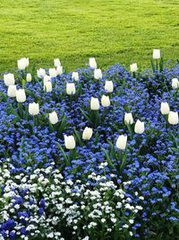 Close-up of white flowers blooming in field