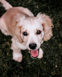 High angle portrait of dog on field