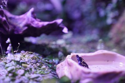 Close-up of bumblebee on purple flower