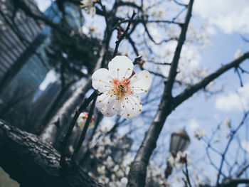Low angle view of apple blossoms in spring
