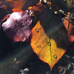 Close-up of maple leaf during autumn