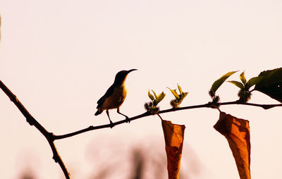 Low angle view of bird perched on branch