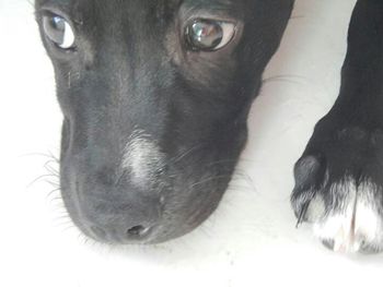 Close-up portrait of a dog