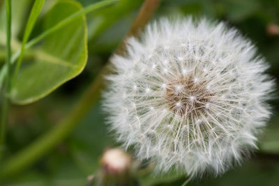 Close-up of dandelion