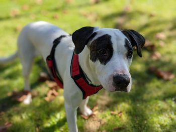 Portrait of dog on field