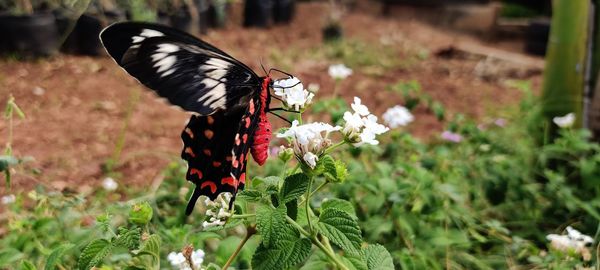 Close-up of butterfly on flower